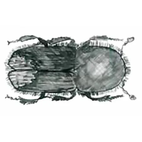 Ips sexdentatus